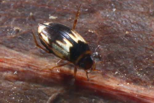 Hydroglyphus geminus